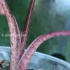 Alocasia Yucatan Princess Pink Variegated