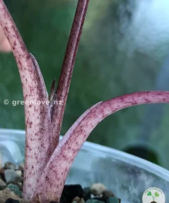 Alocasia Yucatan Princess Pink Variegated