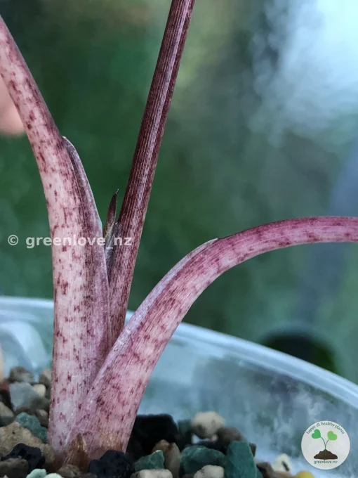 Alocasia Yucatan Princess Pink Variegated