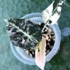 Alocasia Black Velvet Pink Variegated