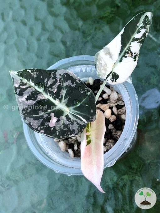 Alocasia Black Velvet Pink Variegated