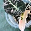 Alocasia Black Velvet Pink Variegated