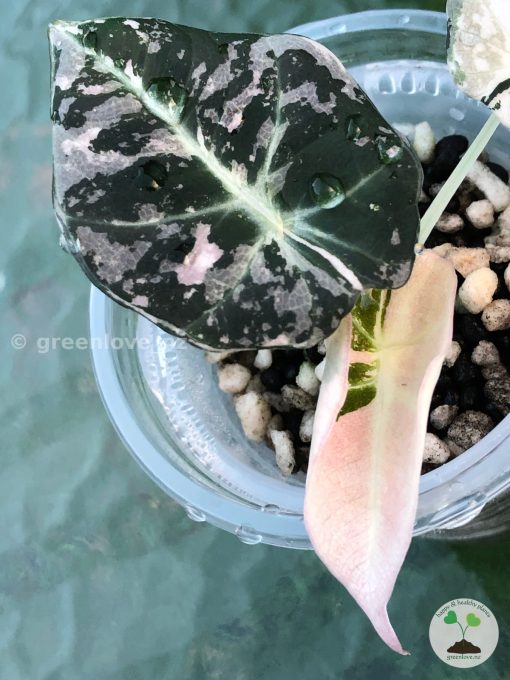 Alocasia Black Velvet Pink Variegated
