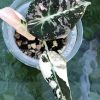 Alocasia Black Velvet Pink Variegated