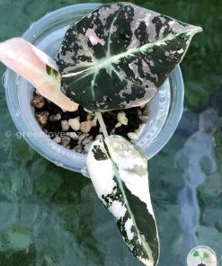 Alocasia Black Velvet Pink Variegated