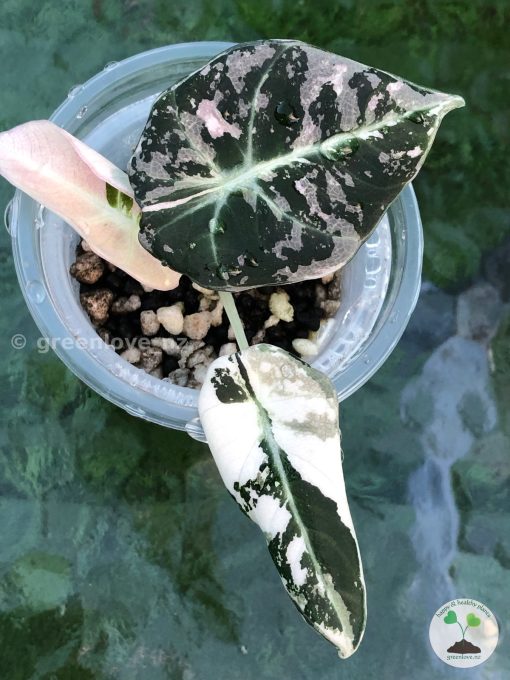 Alocasia Black Velvet Pink Variegated