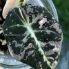 Alocasia Black Velvet Pink Variegated