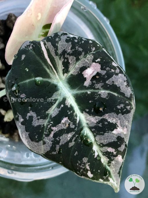 Alocasia Black Velvet Pink Variegated