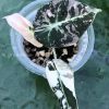 Alocasia Black Velvet Pink Variegated