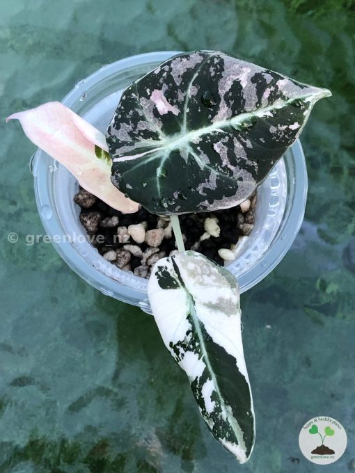 Alocasia Black Velvet Pink Variegated