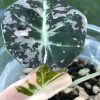 Alocasia Black Velvet Pink Variegated