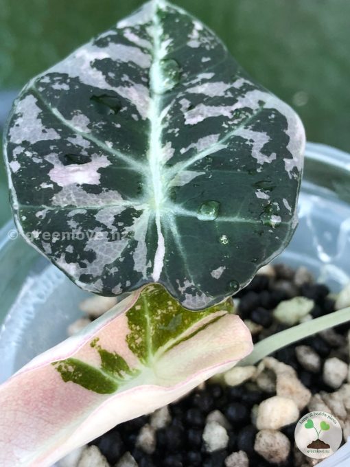 Alocasia Black Velvet Pink Variegated