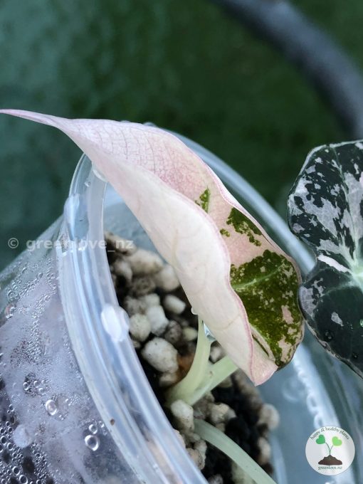 Alocasia Black Velvet Pink Variegated