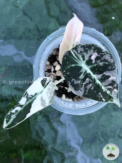 Alocasia Black Velvet Pink Variegated