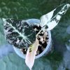 Alocasia Black Velvet Pink Variegated