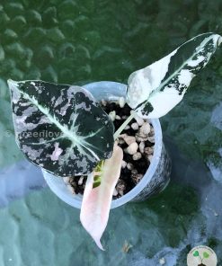 Alocasia Black Velvet Pink Variegated