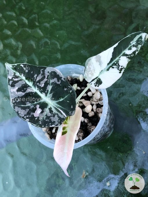 Alocasia Black Velvet Pink Variegated