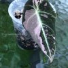 Alocasia Black Velvet Pink Variegated