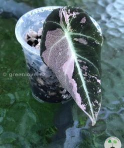 Alocasia Black Velvet Pink Variegated