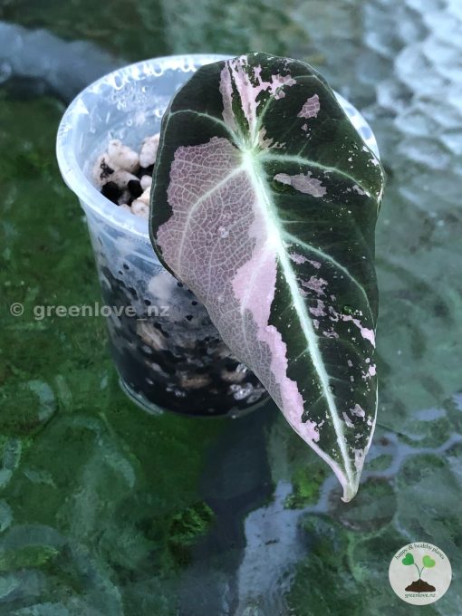 Alocasia Black Velvet Pink Variegated
