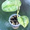 Rare Scindapsus Exotica Mejile sp Sumatra