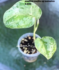 Rare Scindapsus Exotica Mejile sp Sumatra