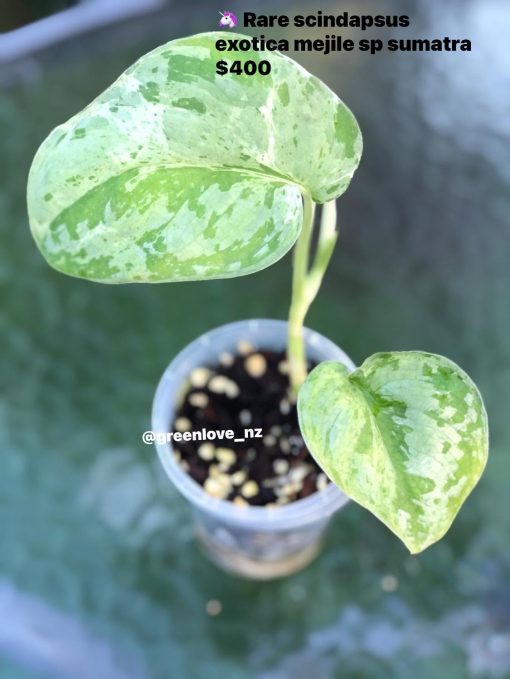 Rare Scindapsus Exotica Mejile sp Sumatra