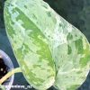 Rare Scindapsus Exotica Mejile sp Sumatra