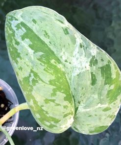 Rare Scindapsus Exotica Mejile sp Sumatra