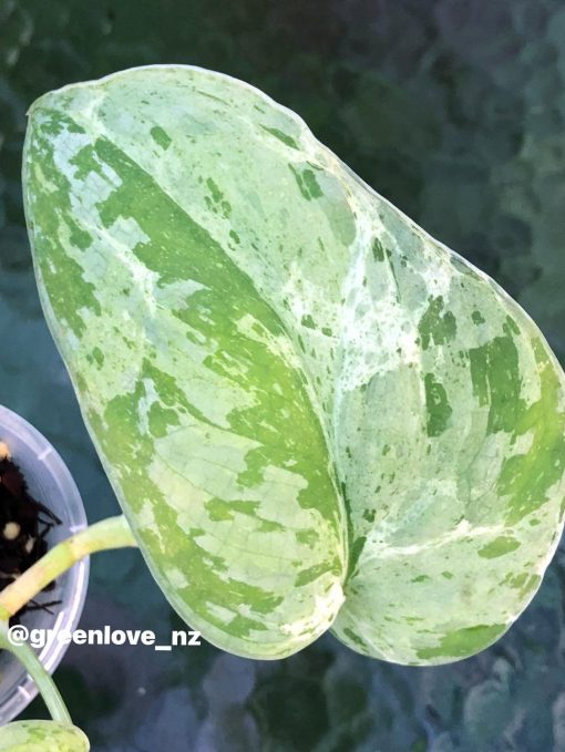 Rare Scindapsus Exotica Mejile sp Sumatra