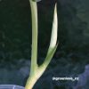 Rare Scindapsus Exotica Mejile sp Sumatra