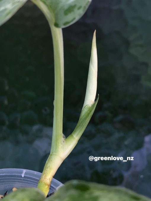 Rare Scindapsus Exotica Mejile sp Sumatra