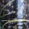 Rare Scindapsus Exotica Mejile sp Sumatra
