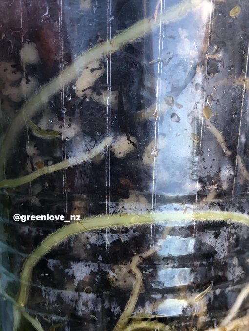 Rare Scindapsus Exotica Mejile sp Sumatra