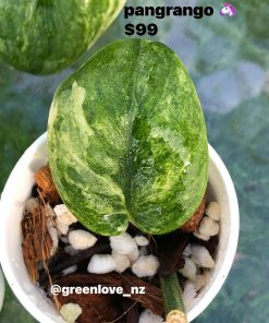 Rare Scindapsus Pangrango