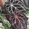 Anthurium Red Crystal