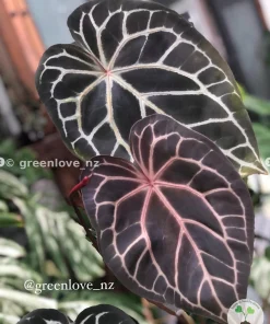Anthurium Red Crystal