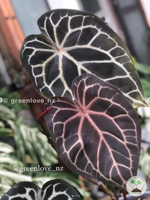 Anthurium Red Crystal