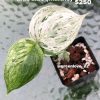 scindapsus_blue_salaka_albo_marble Scindapsus sp salaka Blue albo marble variegated
