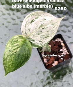 scindapsus_blue_salaka_albo_marble Scindapsus sp salaka Blue albo marble variegated
