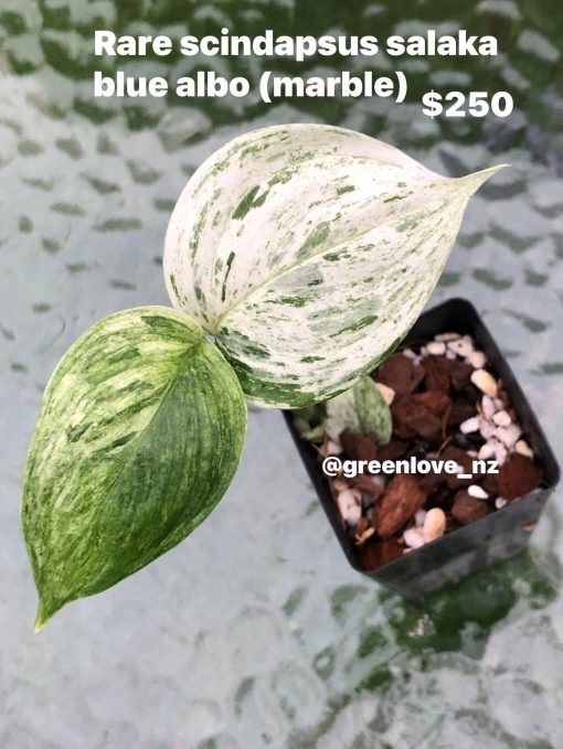 scindapsus_blue_salaka_albo_marble Scindapsus sp salaka Blue albo marble variegated