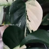 Rare Variegated Monstera Jungle Mint