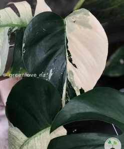 Rare Variegated Monstera Jungle Mint