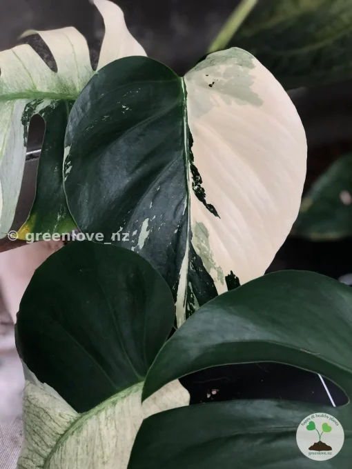 Rare Variegated Monstera Jungle Mint
