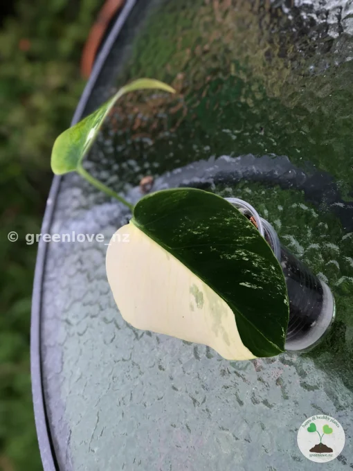 Rare Monstera