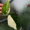 Rare Variegated Monstera