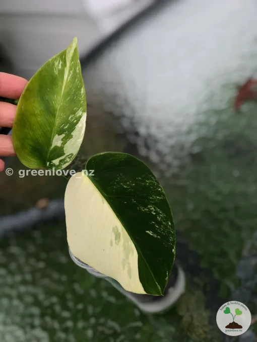 Rare Variegated Monstera