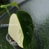 Rare Monstera Jungle Mint