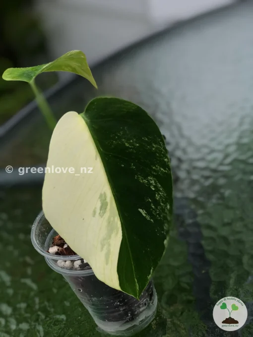 Rare Monstera Jungle Mint
