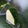 Ultra Rare Variegated Monstera Jungle Mint